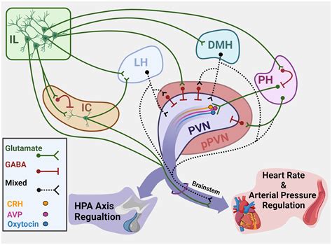 NEUROENDOCRINE AND CARDIOVASCULAR RESPONSE TO。